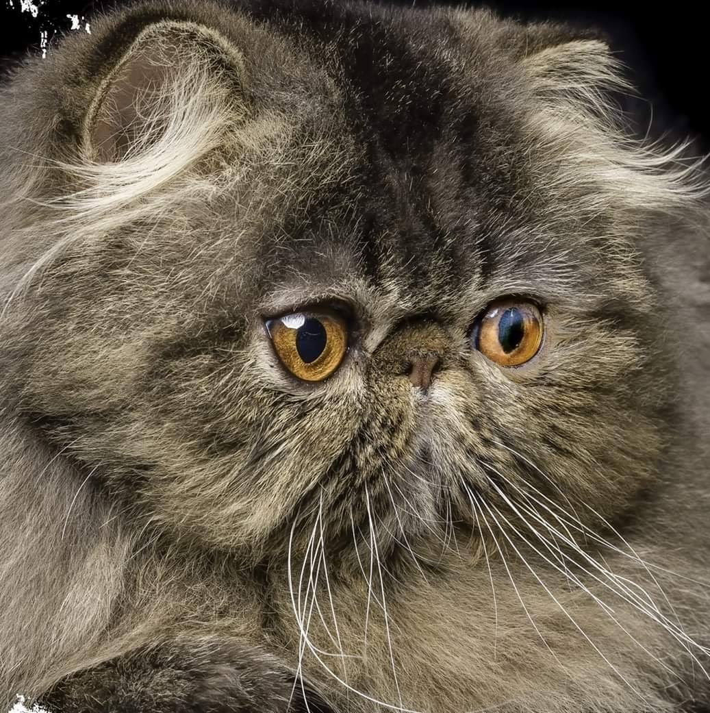 Serendibite Persians