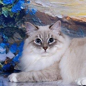Chrysoberyl Eyes Siberians Cattery
